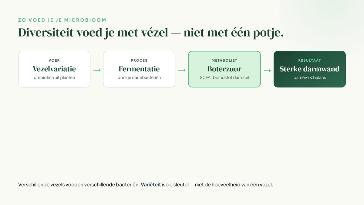 Schema: vezels worden door darmbacteriën gefermenteerd tot boterzuur (SCFA), dat de darmwand voedt en de barrière ondersteunt.